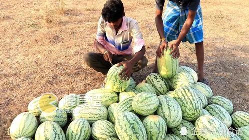 谁来摘瓜吃,揭秘摘瓜者的故事与收获