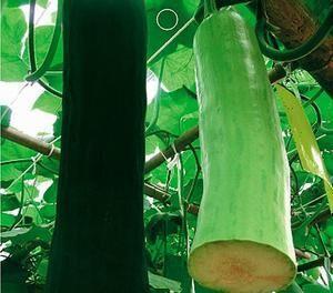 谁来摘瓜吃,揭秘摘瓜者的故事与收获