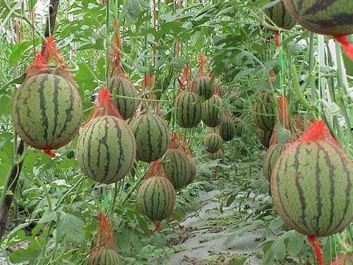 谁来摘瓜吃,揭秘摘瓜者的故事与收获