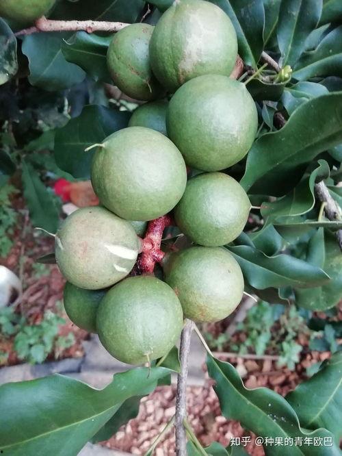 白瓜树果怎么吃,白瓜树果的多样食法探索