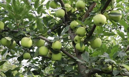 白瓜树果怎么吃,白瓜树果的多样食法探索