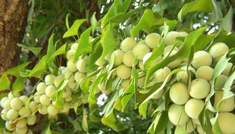 白瓜树果怎么吃,白瓜树果的多样食法探索