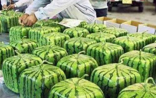 工商爆料网吃瓜,揭秘娱乐圈最新吃瓜事件，明星隐私大曝光！