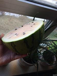 拉瓜吃不吃瓤,揭秘拉瓜瓤的食用之谜