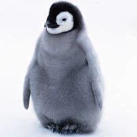 小企鹅吃瓜头像