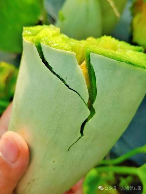 瓜哥吃瓜开箱,揭秘网红美食背后的秘密