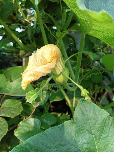 吃瓜群众早安图,趣味横生的早晨开启方式