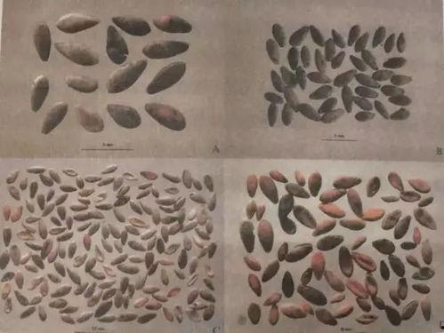 带你吃瓜古代图片,带你领略古代“吃瓜”文化