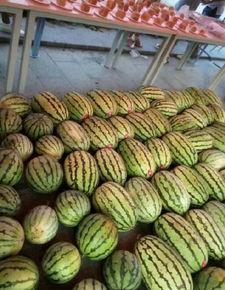 天津比赛吃瓜,吃瓜群众围观精彩瞬间