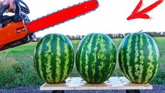 天津比赛吃瓜,吃瓜群众围观精彩瞬间