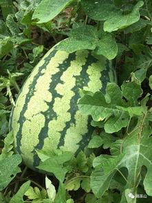 巫山吃瓜视频,揭秘当地特色美食背后的故事