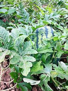 巫山吃瓜视频,揭秘当地特色美食背后的故事