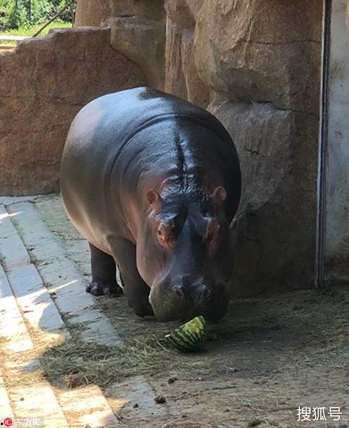 愉爱熊猫吃瓜,揭秘萌宠的欢乐时光
