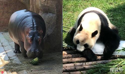 愉爱熊猫吃瓜,揭秘萌宠的欢乐时光