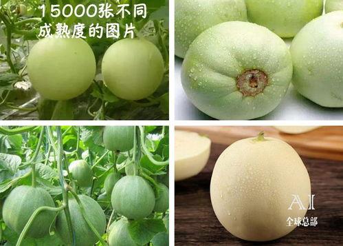 农行吃瓜,揭秘金融圈内的“瓜田”风云