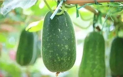 直播间说吃瓜是什么瓜,“吃瓜”究竟是什么瓜？揭秘网络流行语背后的故事