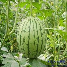 梦见吃瓜的人,揭秘吃瓜背后的寓意与启示