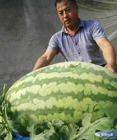 比较重的吃瓜话题,真相与舆论的漩涡