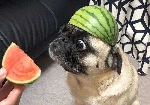 吃瓜表情搞笑视频,吃瓜表情搞笑视频盘点