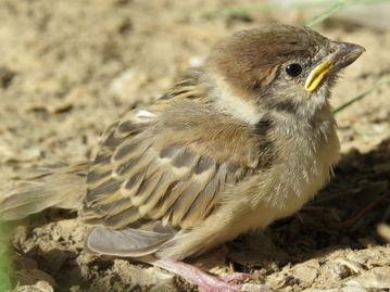 麻雀会吃瓜吗,揭秘它们是否爱吃瓜果