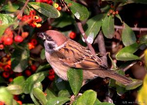 麻雀会吃瓜吗,揭秘它们是否爱吃瓜果