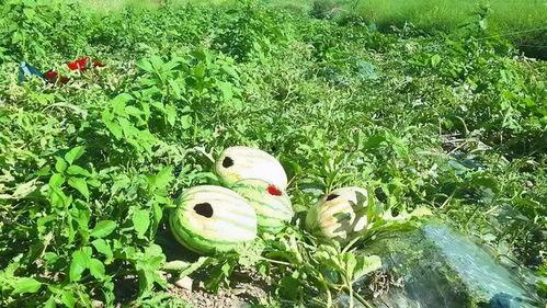 麻雀会吃瓜吗,揭秘它们是否爱吃瓜果