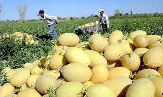 哈密瓜哭残留农药吃,揭秘“哭瓜”背后的食品安全隐忧