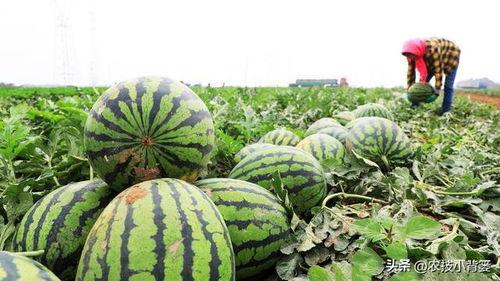 如何防止被吃瓜