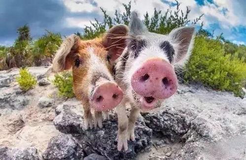 小猪吃瓜没吃饱,探索美食之旅