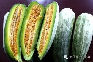 羊角瓜蜜怎么吃,羊角瓜蜜的多样食用指南