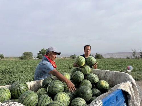 吃瓜愚公,揭秘网络时代的“愚公精神”与娱乐现象