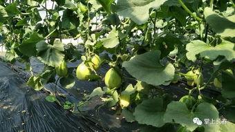 爱心吃瓜全集,一场甜蜜的瓜界盛宴