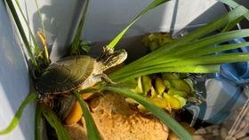 淼淼吃瓜的视频,揭秘娱乐圈幕后故事