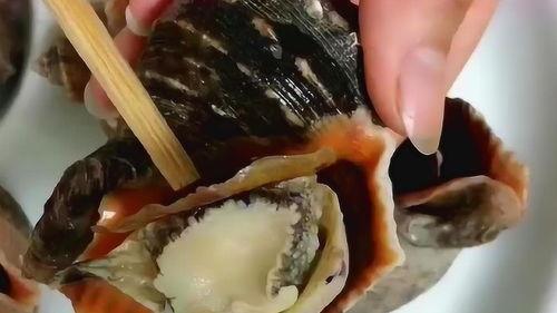 海螺姐姐吃海瓜,海螺姐姐的奇幻海瓜之旅