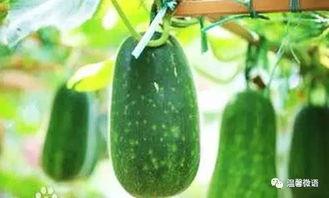 什么虫会吃瓜,揭秘瓜类作物常见害虫