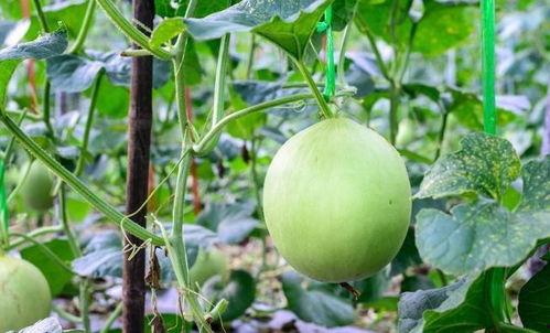 吃伊丽莎白瓜嗓子疼,揭秘夏日消暑美食的潜在风险