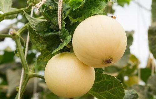 吃伊丽莎白瓜嗓子疼,揭秘夏日消暑美食的潜在风险