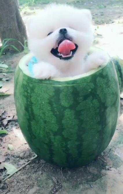 吃瓜萌主山西,带你领略三晋美食文化