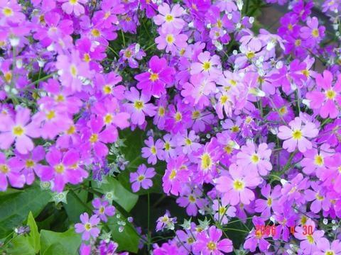 吃瓜樱花草视频大全