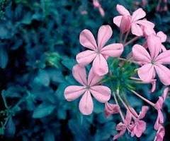 吃瓜樱花草视频大全