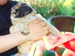 狗吃紫瓜,狗狗的紫瓜美食之旅