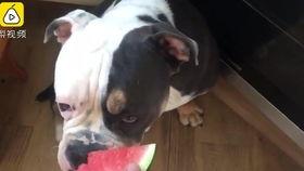 狗吃紫瓜,狗狗的紫瓜美食之旅