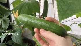 淑芬吃瓜日常,瓜香四溢，欢乐无限