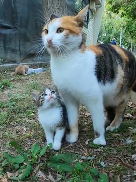 老猫吃瓜,揭秘娱乐圈背后的秘密与真相