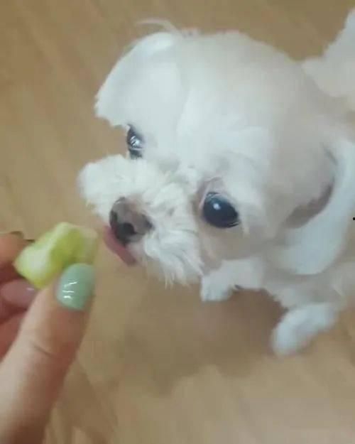 满月小狗吃瓜,满月小狗的瓜田奇遇记