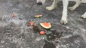 满月小狗吃瓜,满月小狗的瓜田奇遇记