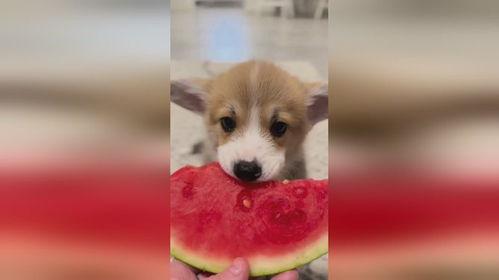 满月小狗吃瓜,满月小狗的瓜田奇遇记