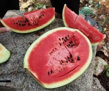 滨州吃瓜中毒案件,揭秘夏日美食背后的安全隐患