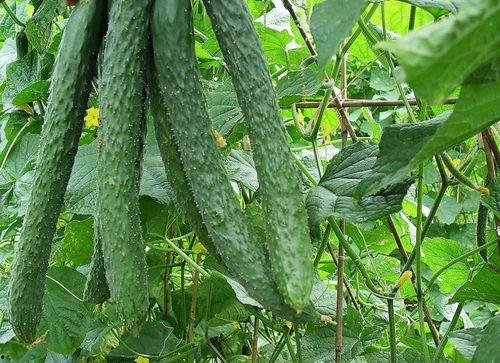 吃梨瓜摔脆,美味瞬间绽放