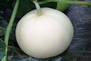 吃梨瓜摔脆,美味瞬间绽放